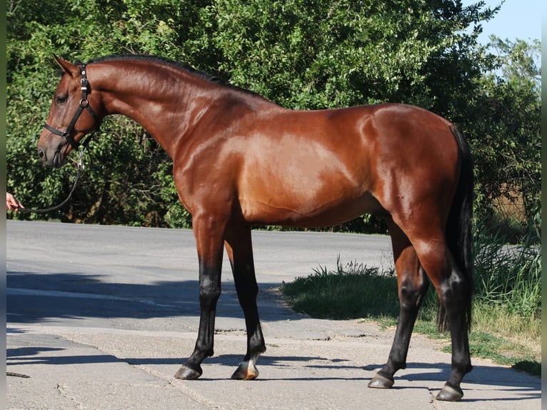 Belgisches Sportpferd Wallach 3 Jahre 168 cm Brauner in Gyula
