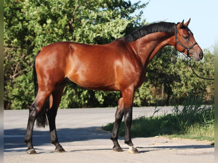 Belgisches Sportpferd Wallach 3 Jahre 168 cm Brauner in Gyula