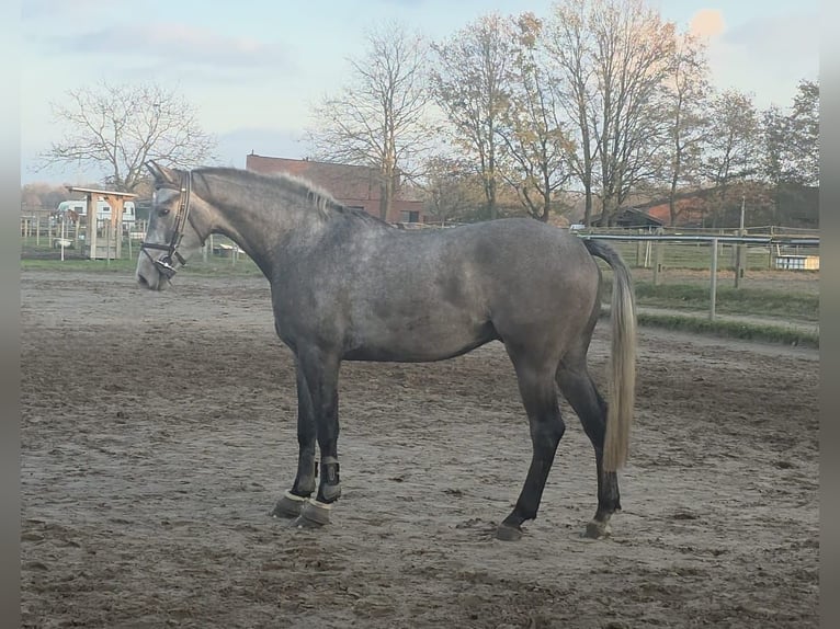 Belgisches Sportpferd Wallach 3 Jahre 170 cm Blauschimmel in EINDHOUT