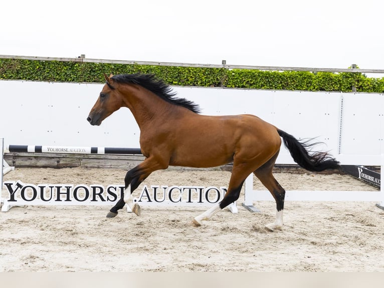 Belgisches Sportpferd Wallach 4 Jahre 162 cm Brauner in Waddinxveen