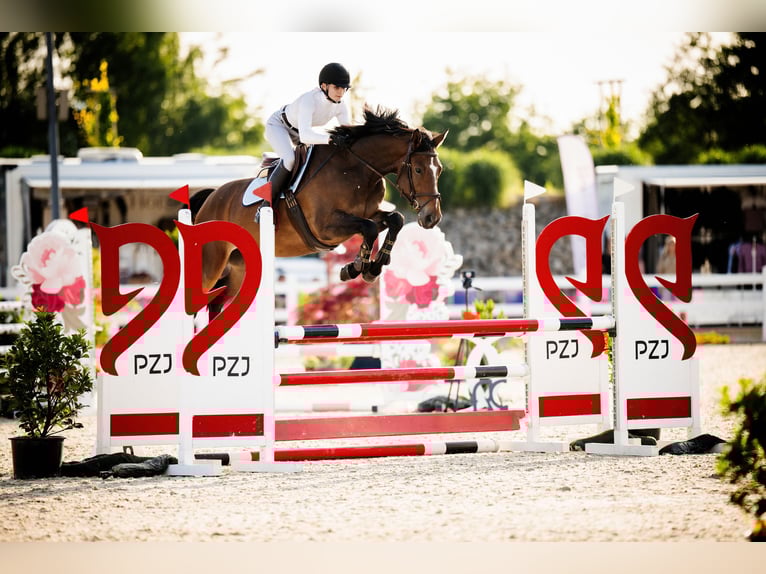 Belgisches Sportpferd Wallach 4 Jahre 164 cm Rotbrauner in Wodzis&#x142;aw &#x15A;l&#x105;ski