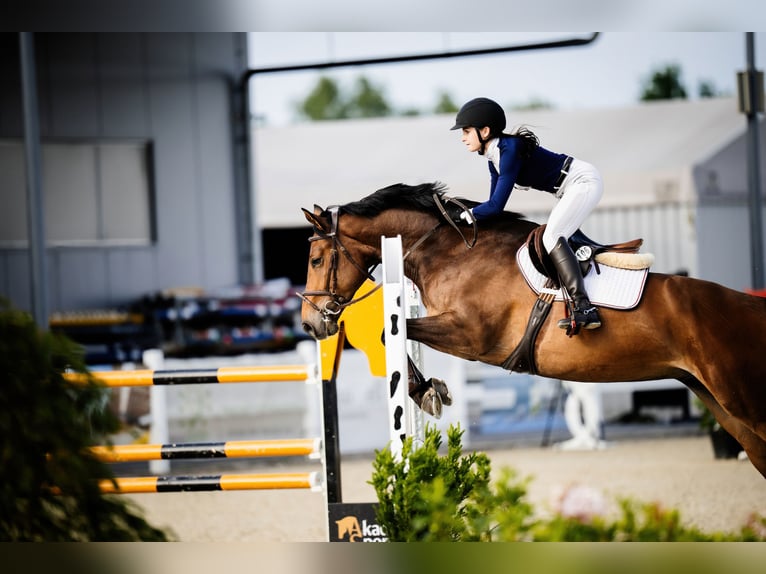 Belgisches Sportpferd Wallach 4 Jahre 164 cm Rotbrauner in Wodzis&#x142;aw &#x15A;l&#x105;ski