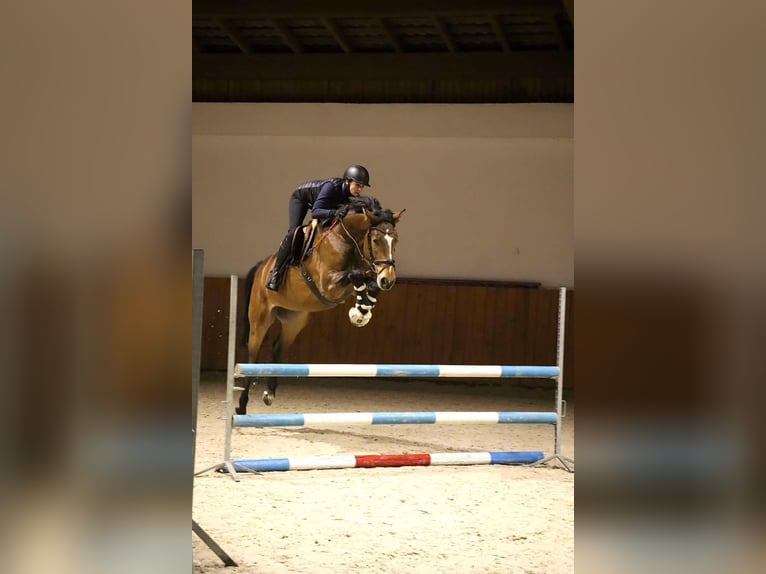 Belgisches Sportpferd Wallach 4 Jahre 164 cm Rotbrauner in Wodzisław Śląski