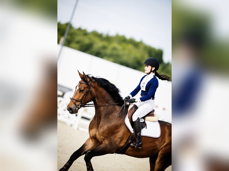 Belgisches Sportpferd Wallach 4 Jahre 164 cm Rotbrauner in Wodzis&#x142;aw &#x15A;l&#x105;ski