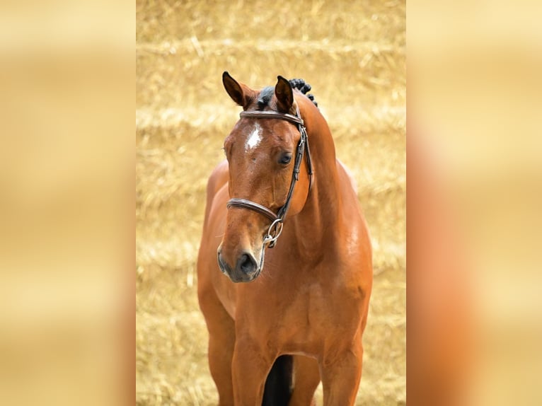 Belgisches Sportpferd Wallach 4 Jahre 166 cm Brauner in Bladel