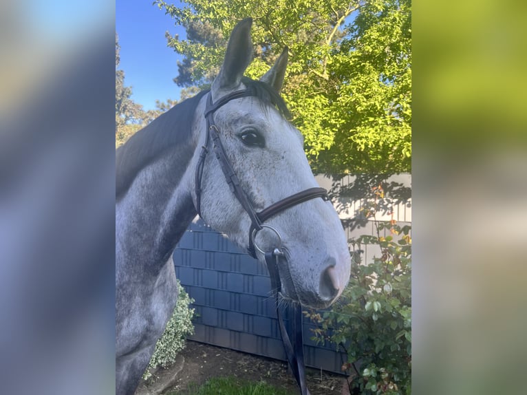 Belgisches Sportpferd Wallach 4 Jahre 167 cm Schimmel in Bornheim