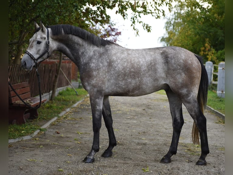 Belgisches Sportpferd Wallach 4 Jahre 168 cm Schimmel in Murska Soboda