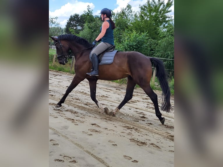 Belgisches Sportpferd Wallach 4 Jahre 170 cm Dunkelbrauner in Scherpenheuvel