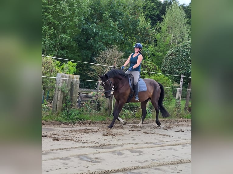 Belgisches Sportpferd Wallach 4 Jahre 170 cm Dunkelbrauner in Scherpenheuvel