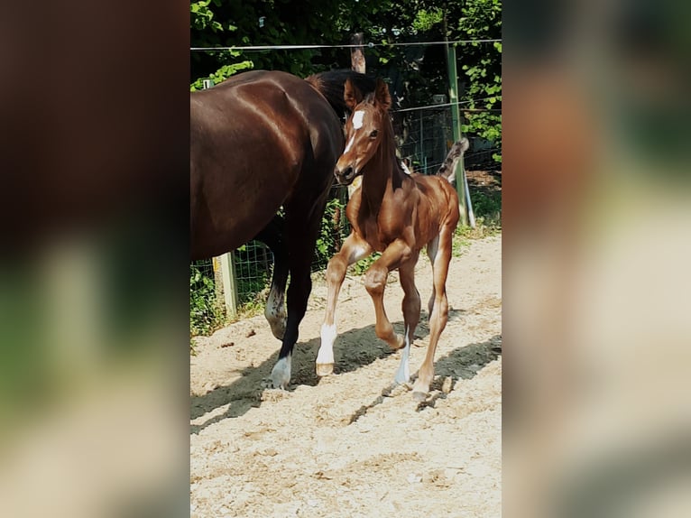 Belgisches Sportpferd Wallach 4 Jahre 170 cm Dunkelbrauner in Scherpenheuvel