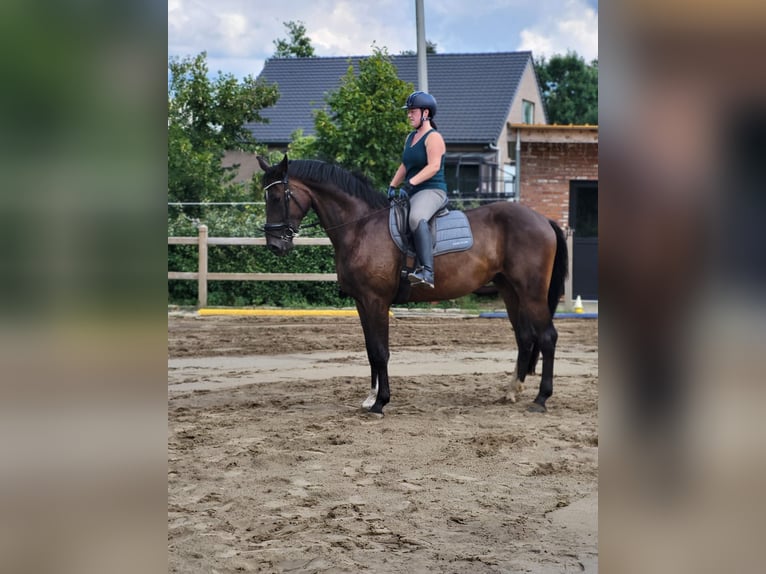 Belgisches Sportpferd Wallach 4 Jahre 170 cm Dunkelbrauner in Scherpenheuvel