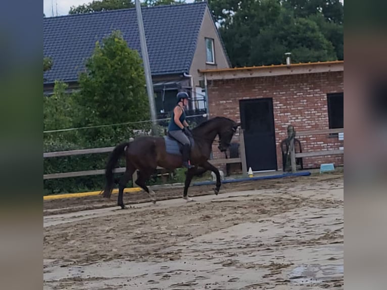 Belgisches Sportpferd Wallach 4 Jahre 170 cm Dunkelbrauner in Scherpenheuvel