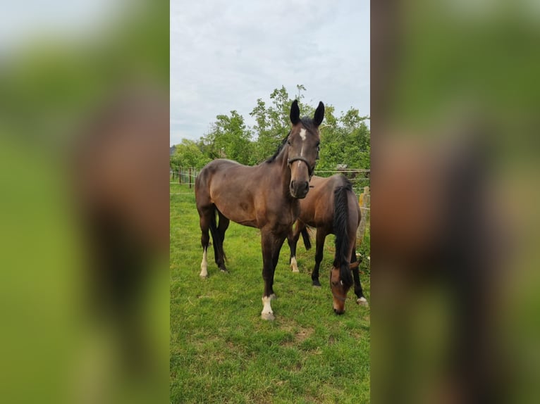 Belgisches Sportpferd Wallach 4 Jahre 170 cm Dunkelbrauner in Scherpenheuvel