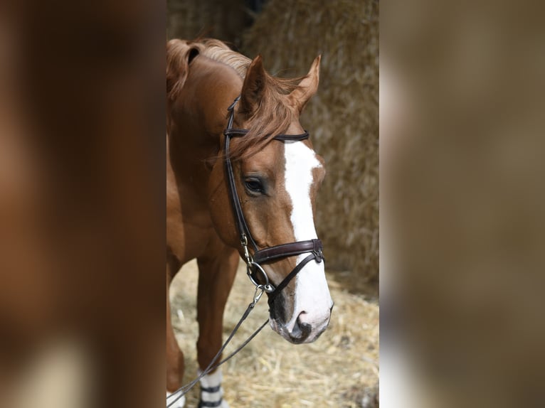 Belgisches Sportpferd Wallach 4 Jahre 175 cm Fuchs in Geilenkirchen