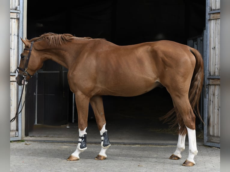 Belgisches Sportpferd Wallach 4 Jahre 175 cm Fuchs in Geilenkirchen