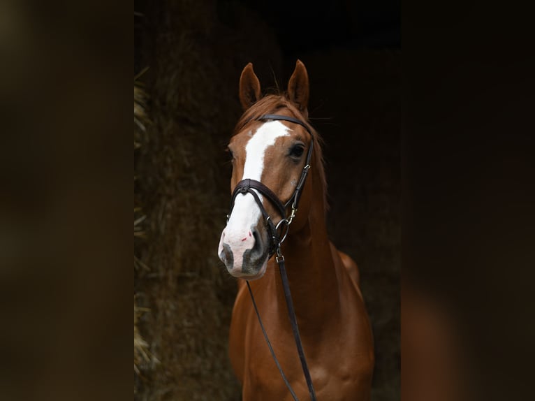 Belgisches Sportpferd Wallach 4 Jahre 175 cm Fuchs in Geilenkirchen