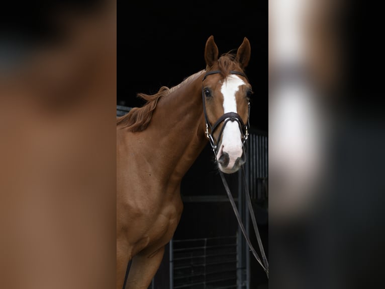 Belgisches Sportpferd Wallach 4 Jahre 175 cm Fuchs in Geilenkirchen