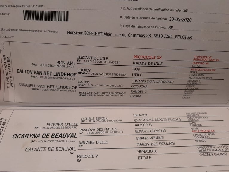 Belgisches Sportpferd Wallach 5 Jahre 160 cm Dunkelbrauner in Ohey