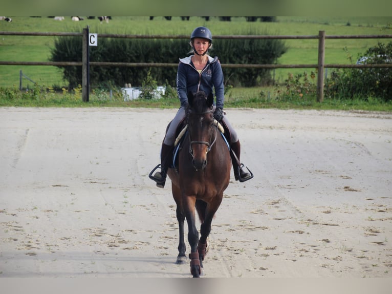 Belgisches Sportpferd Wallach 5 Jahre 160 cm Dunkelbrauner in Ohey