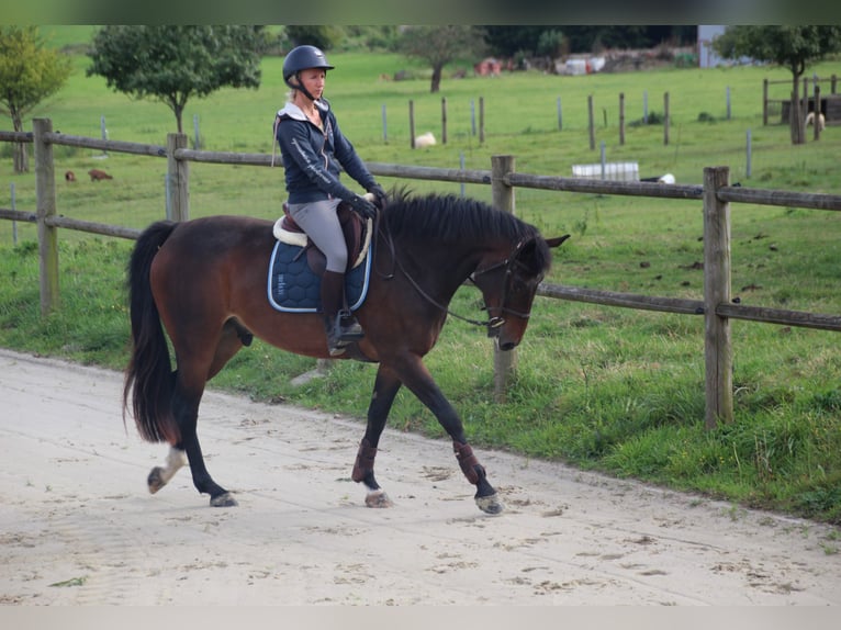 Belgisches Sportpferd Wallach 5 Jahre 160 cm Dunkelbrauner in Ohey