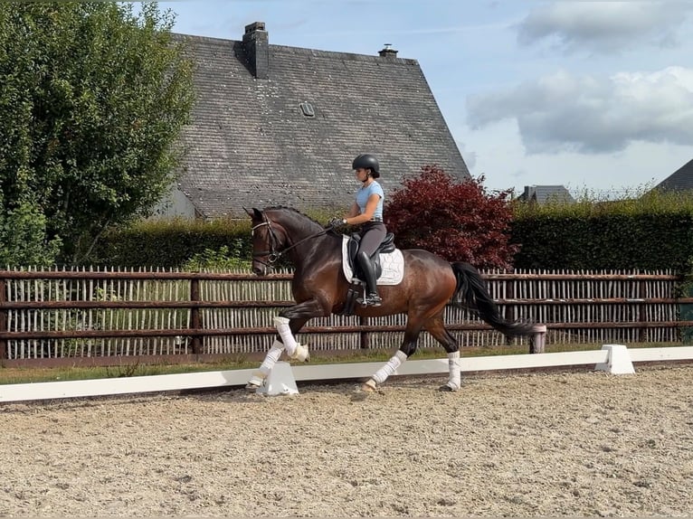 Belgisches Sportpferd Wallach 5 Jahre 162 cm Brauner in Sankt Vith