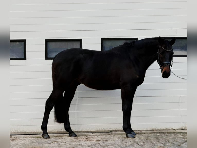 Belgisches Sportpferd Wallach 5 Jahre 164 cm Dunkelbrauner in Someren