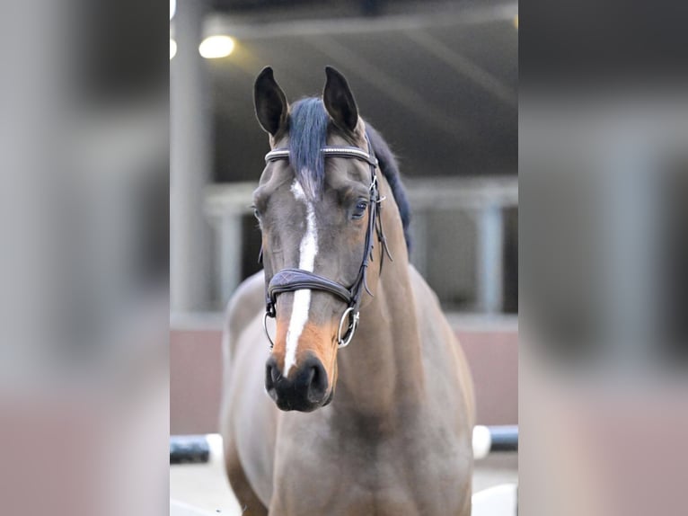 Belgisches Sportpferd Wallach 5 Jahre 164 cm Schwarzbrauner in Großau