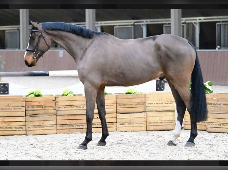 Belgisches Sportpferd Wallach 5 Jahre 164 cm Schwarzbrauner in Großau