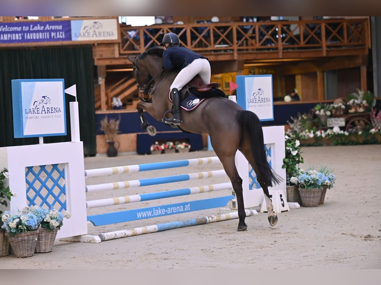 Belgisches Sportpferd Wallach 5 Jahre 164 cm Schwarzbrauner in Großau