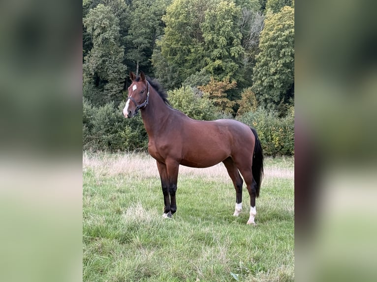 Belgisches Sportpferd Wallach 5 Jahre 165 cm Brauner in Leverkusen