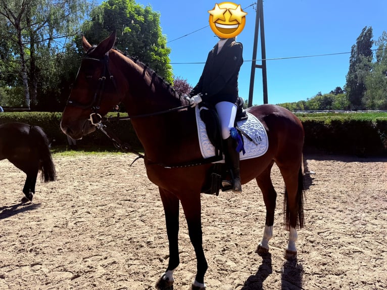 Belgisches Sportpferd Wallach 5 Jahre 165 cm Brauner in Leverkusen