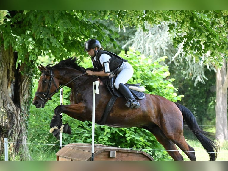 Belgisches Sportpferd Wallach 5 Jahre 165 cm Brauner in Coquainvilliers