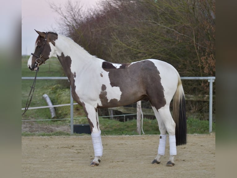 Belgisches Sportpferd Wallach 5 Jahre 165 cm Schecke in Geilenkirchen