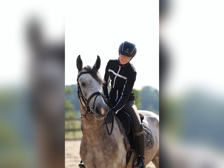 Belgisches Sportpferd Wallach 5 Jahre 165 cm Schimmel in Leudelange