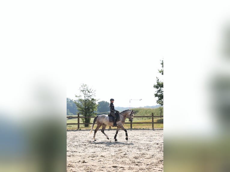 Belgisches Sportpferd Wallach 5 Jahre 165 cm Schimmel in Leudelange