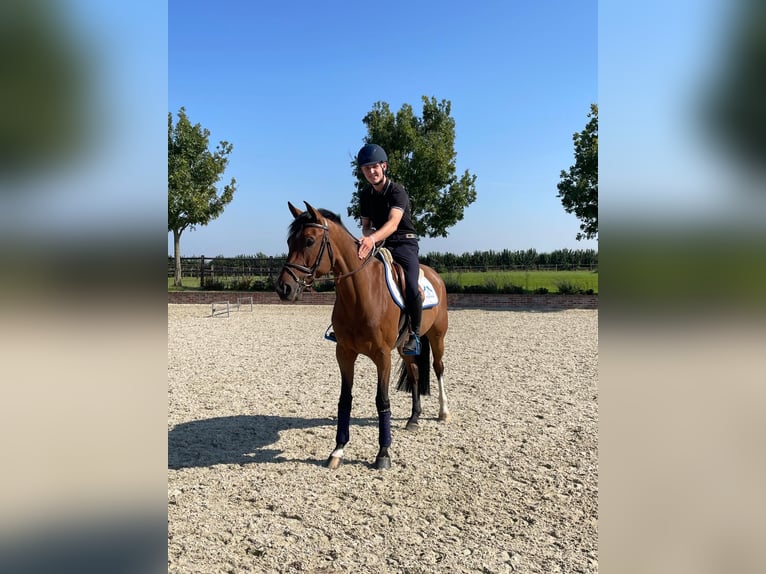 Belgisches Sportpferd Wallach 5 Jahre 166 cm Brauner in Havixbeck