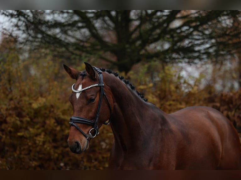 Belgisches Sportpferd Wallach 5 Jahre 168 cm Brauner in Unterneukirchen