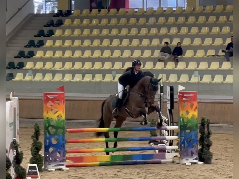 Belgisches Sportpferd Wallach 5 Jahre 170 cm Brauner in Ranshofen