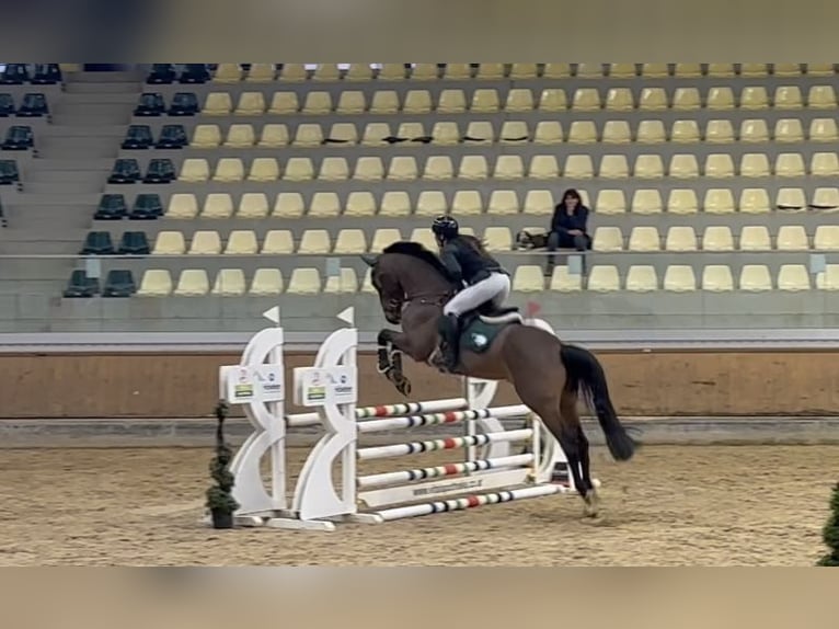 Belgisches Sportpferd Wallach 5 Jahre 170 cm Brauner in Ranshofen