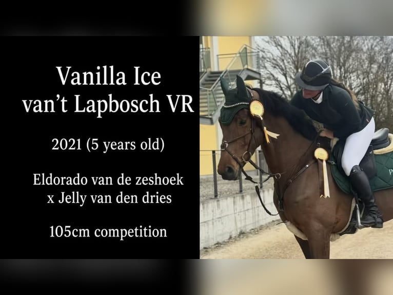 Belgisches Sportpferd Wallach 5 Jahre 170 cm Brauner in Ranshofen