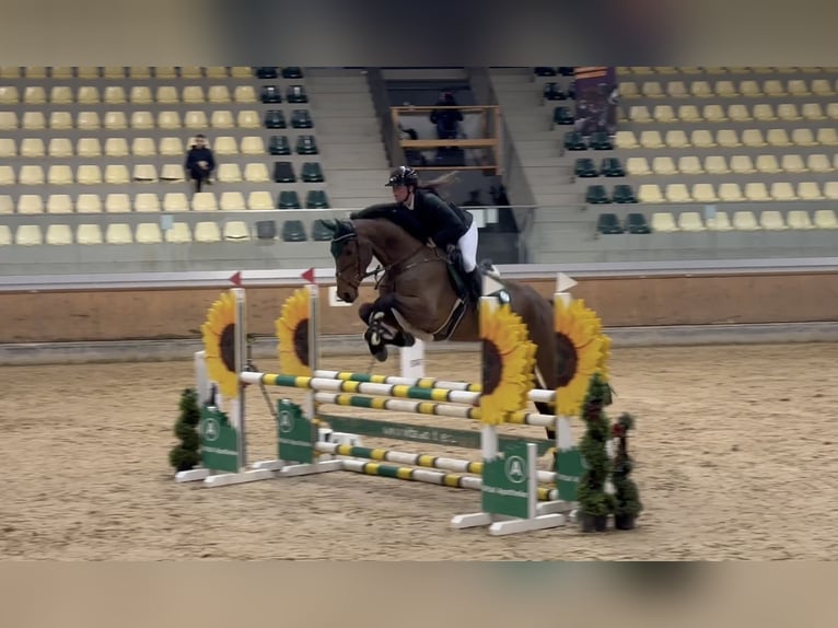 Belgisches Sportpferd Wallach 5 Jahre 170 cm Brauner in Schlins