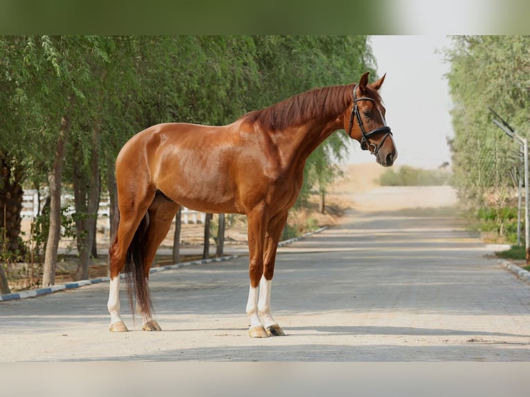 Belgisches Sportpferd Wallach 5 Jahre 170 cm Dunkelfuchs in Dubai