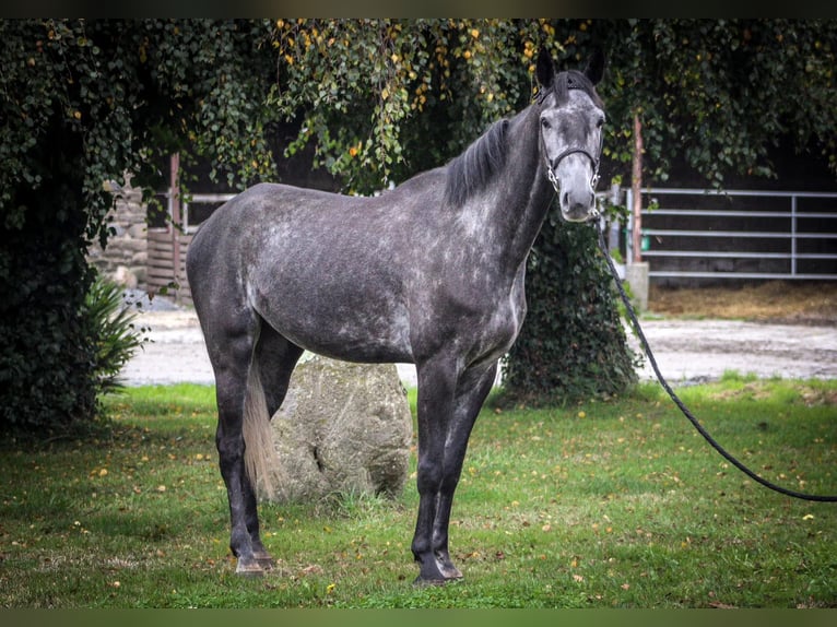 Belgisches Sportpferd Wallach 5 Jahre 170 cm Rappschimmel in Merdrignac