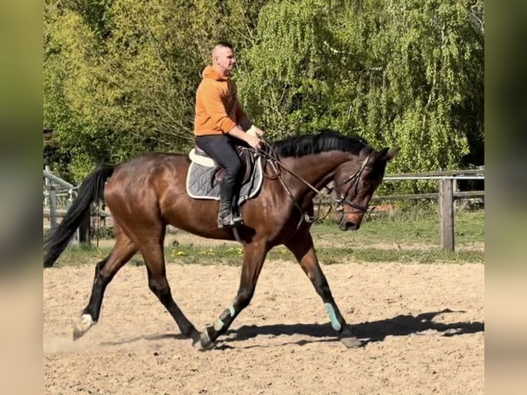 Belgisches Sportpferd Wallach 5 Jahre 175 cm Brauner in Elze