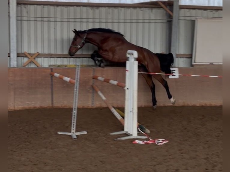 Belgisches Sportpferd Wallach 5 Jahre 175 cm Brauner in Elze