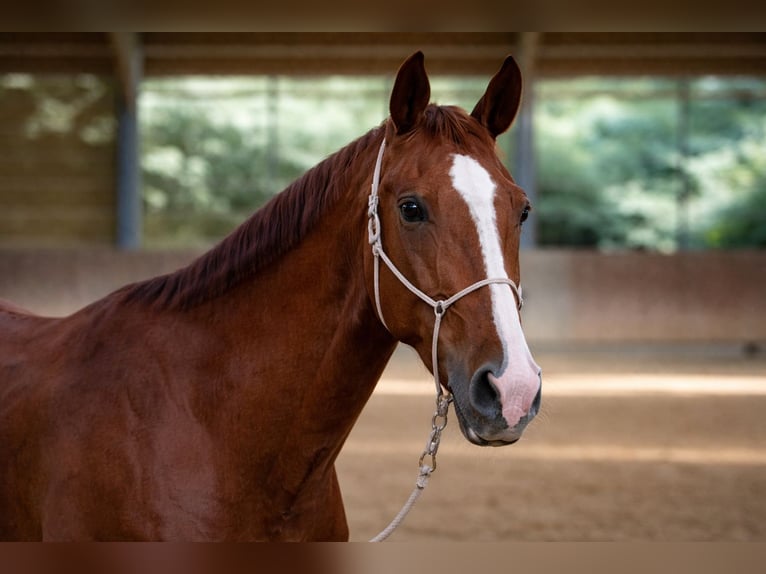 Belgisches Sportpferd Wallach 5 Jahre 178 cm Fuchs in Louhans