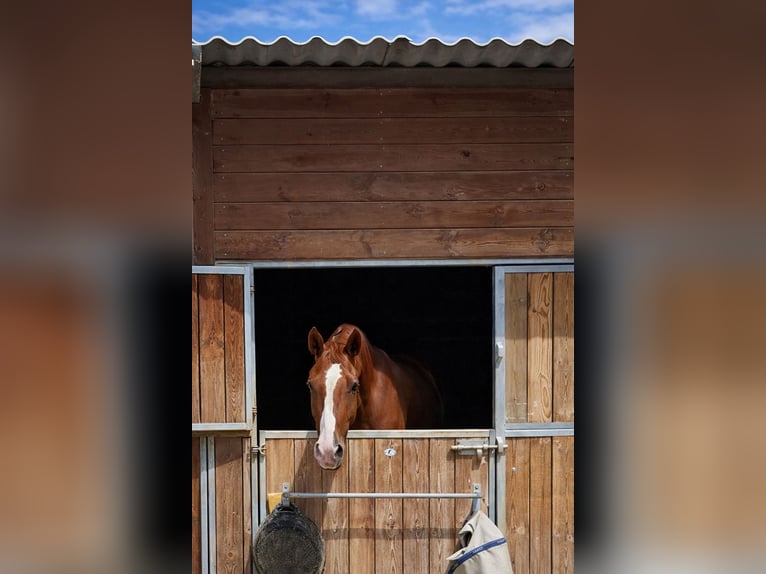 Belgisches Sportpferd Wallach 5 Jahre 178 cm Fuchs in Saõne et Loire