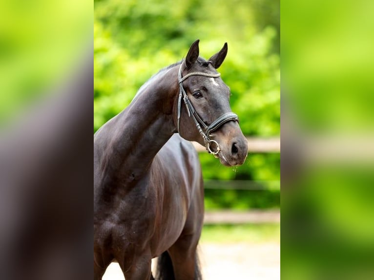Belgisches Sportpferd Wallach 5 Jahre 178 cm Schwarzbrauner in Pelt