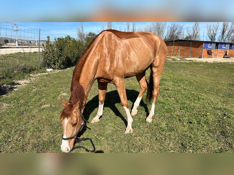 Belgisches Sportpferd Wallach 5 Jahre Fuchs in Poligono Industrial Aimayr