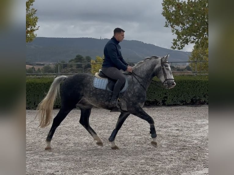 Belgisches Sportpferd Wallach 5 Jahre Schimmel in Nohales Cuenca